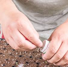 The bottom cut should be made directly below a node while the apical cut should be made ½ inch to 1 inch above the uppermost node. Cloning Fruit Trees From Cuttings Fruit Trees