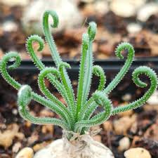 Image result for Albuca abyssinica