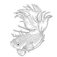 Betta Drawing Fish Coloring Page Betta Fish Tattoo Fish Drawings