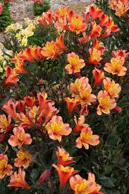 For more information about this subject or. Alstroemeria Indian Summer Indian Summer Princess Lily For Sale 26 00 Alstroemeria Plant Delights Nursery