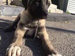 2 Aylik Disi Karabas Kopek Satis