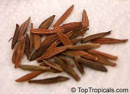 Image result for Strophanthus speciosus