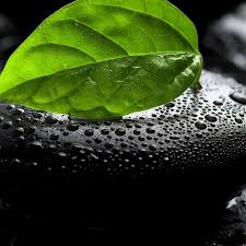 Green Leaf Ipad Wa En 2020 Hojas Verdes Ipad Verde