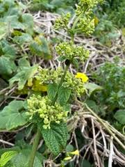 Image result for Tricliceras lanceolatum