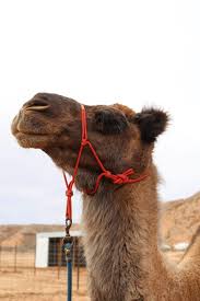 John chambers apartment 2030 camel st. Camel Safari Las Vegas The Rambling Raccoon