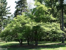 Image result for Celastraceae