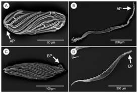 Image result for Solenangis conica