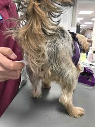 L'aspirine est un excellent exfoliant pour éliminer les cellules mortes du visage. Temperature Et Fievre Chez Le Chien Urgence Chv Fregis