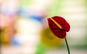 Download and share awesome cool background hd mobile phone wallpapers. Anthurium Summer Beautiful Flowers Wallpaper Hd Wallpapers Free Download Wallpaperbetter