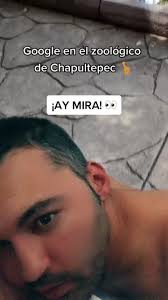 Como Que Camello Zoológico Video Original