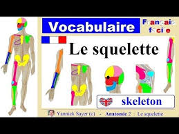 1000 Mots En Francais Apprendre Le Vocabulaire Des Os Du Squelette Youtube Anatomie