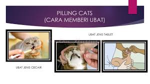 Kedua benda tersebut berguna untuk membersihkan. Veterinar Cara Memberi Ubat Kepada Haiwan Eintan Nurfuzie Lifestyle Beauty Travel Tips Rawatan Kucing Review