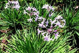 Image result for Tulbaghia fragrans