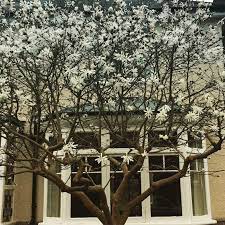 There are many reasons why people like using trees and shrubs in their backyards, and one of the main reasons is privacy screening, with the plants acting as a physical and visual barrier. The 8 Best Perfect For Privacy Garden Trees The Middle Sized Garden Gardening Blog