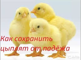 выращивание бройлеров в домашних условиях с 1 дня на мясо Kak Sohranit Cyplyat I Chem Propait Ih Novinka Youtube Cyplyata