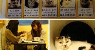 Calico Cat Cafe Tokyo Cat Cafe I Love Cats Traveling By Yourself