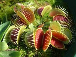 The expected mature width size of venus flytraps is 5 inches (12.7 cm) in diameter. 1x Adult Plant Giant Venus Flytrap Pinnacle Dionaea Muscipula Cultivar Venusflytrap Com