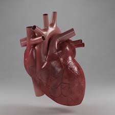 Anatomy Heart Project Awesome Heart Anatomy 3d Model Heart Organ Heart Projects Game Character Design