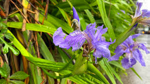 2,000+ vectors, stock photos & psd files. Iris Flowers After A Spring Shower In Nw China Cgtn