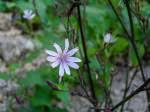 Image result for Lactuca lasiorhiza