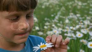 Young Woman is holding in hands white daisy petals and pluck