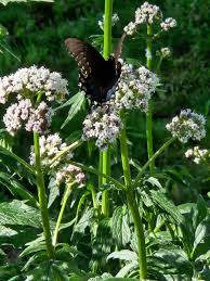 Image result for Valeriana