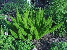 Asparagus densiflorus 'myersii' (foxtail fern) it is a perennial that remains green all year. Plantfiles Pictures Asparagus Foxtail Fern Myersii Asparagus Densiflorus By Chamma