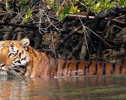 Image of Kolkata to Sundarbans National Park, India