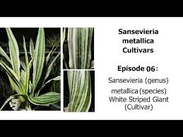 Image result for Sansevieria metallica
