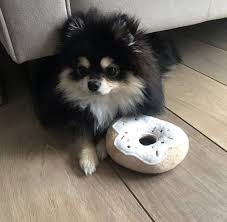 Kucing lucu dan anjing lucu bikin ketawa sekaligus gemes. 18 Ide Yeontan Anjing Anjing Anjing Lucu Anak Anjing