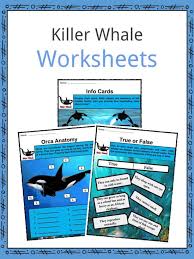 Killer Whale Orca Facts Worksheets Habitat Life Cycle