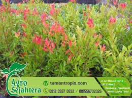 Check spelling or type a new query. Filosofi Bunga Pucuk Merah