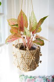 Variegated plants will typically turn green if they don't receive enough sunlight; Favorite Pink Houseplants Dalla Vita