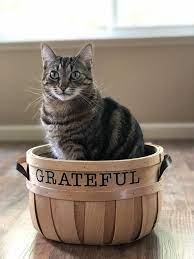 Grateful Cat Cats Miniature Cats Grateful