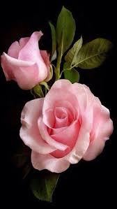 Goodreads Mo S Review Of Never Judge A Lady By Her Cover Beautiful Roses Beautiful Flowers Love Flowers