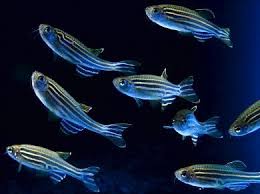 Zebrafish Aquarium Fish Aquarium Fish Tank Tropical Fish