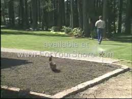 The ducks keep themselves away from the geese except when going to bed and then they have an. Goose Control How To Do Away With Geese In Your Pond Youtube