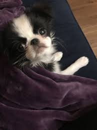 Pin By Brandi Lee On Japanese Chins Japanese Chin Dog Japanese Chin Pekingese