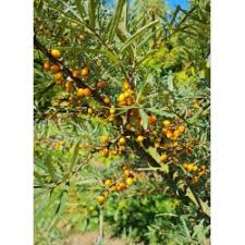 Image result for Itea rhamnoides