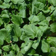 Image result for Senecio purpureus