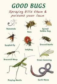 We can tackle everything from ants to rodent infestations. 120 Beneficial Insects Ideas Beneficial Insects Insects Beneficial Bugs