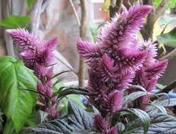 Celosia Caracas Amaranthaceae Orchidee Fleurs Plante