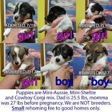 We did not find results for: Mini Aussie Mini Sheltie Cowboy Corgi Mix Puppies Nex Tech Classifieds