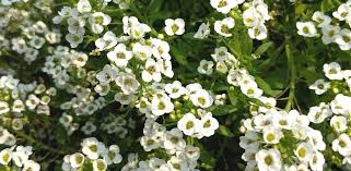 Its flowering varies depending on when the seeds were planted: Flowering Annuals For Winter And Autumn