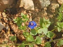 Image result for Lysimachia arvensis