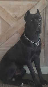 Black and white cane corso puppy. 46 Best Black Cane Corso Ideas Cane Corso Corso Dog Cane Corso Dog