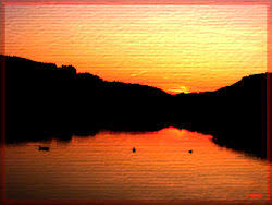 Image result for Disa hircicornis