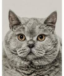 From their relatively humble beginnings as the pet mousers of the romans to their eventual recognition as… what price to pay for a british shorthair? British Shorthair Buy British Shorthair Online At Low Price In India On Snapdeal