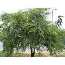 Combine amla with sweeter fruits for a summery fruit salad. Amla Fruit Tree à¤«à¤² à¤• à¤ª à¤¡ à¤« à¤° à¤Ÿ à¤Ÿ à¤° In Mansarovar Jaipur Shubhavi Business Solutions Private Limited Id 16825210091