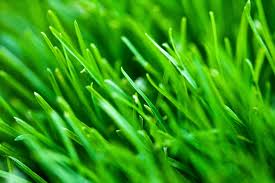 Check spelling or type a new query. Pembiakan Vegetatif Dalam Tumbuhan Berbunga